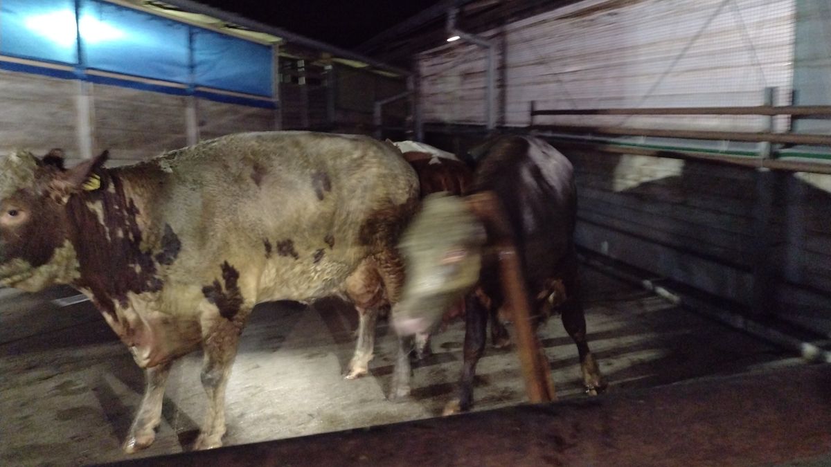 Hasiči zachraňovali na Svitavsku dvě krávy z kejdy